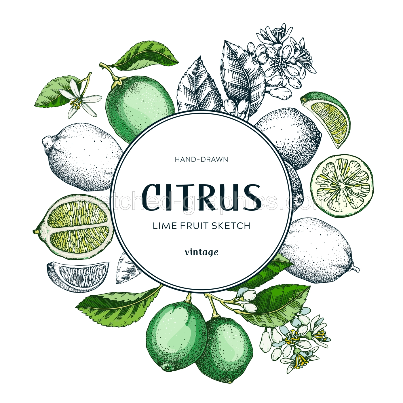 Lime fruit wreath. Citrus fruit sketches. Summer card or invitation template. Botanical design. Hand drawn vector illustration. NOT AI generated Illustration